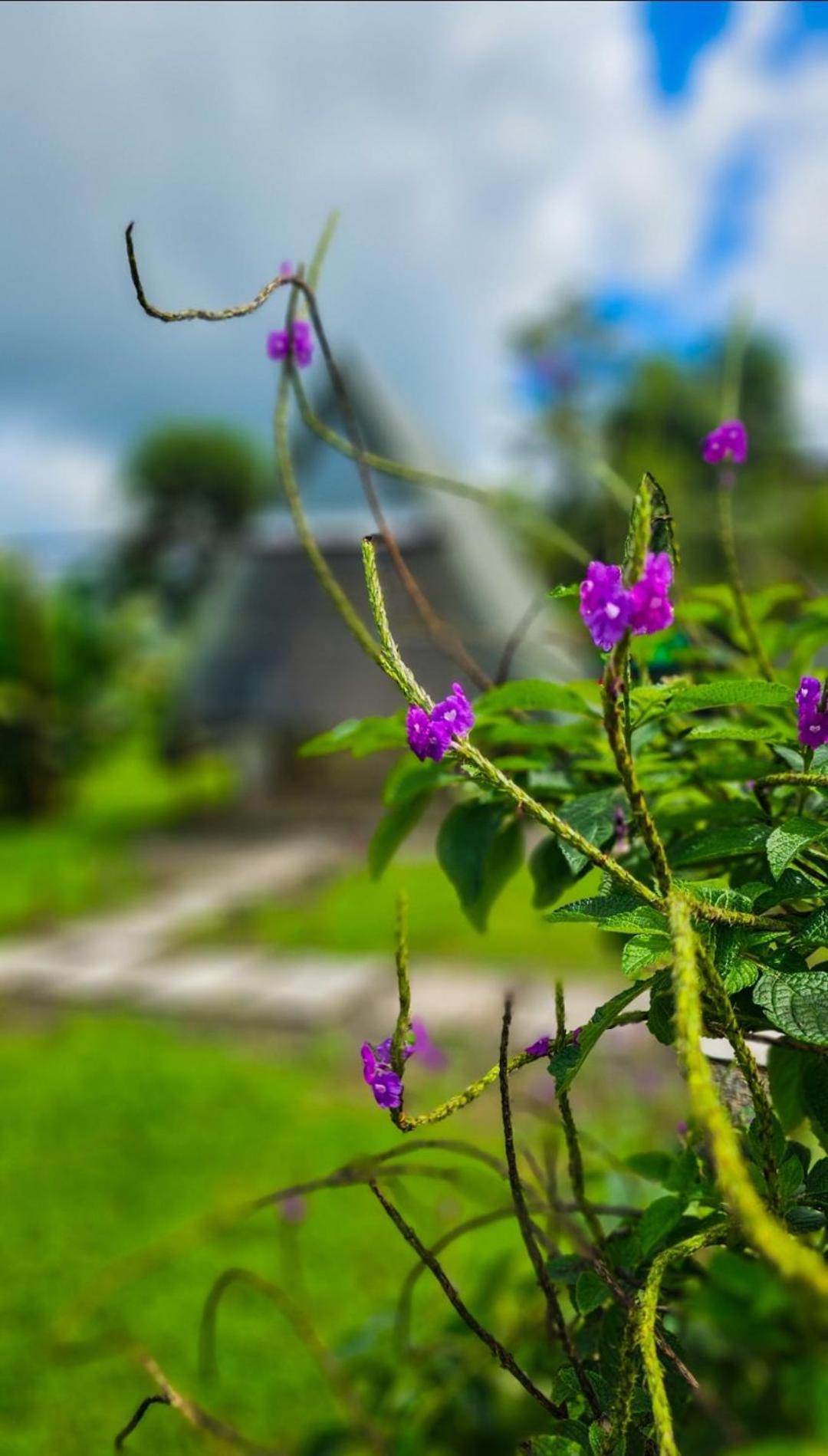 Flora Glamping De Abuela Villa La Fortuna Exterior photo